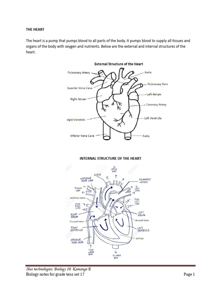 Heart Structure and Coronary Health Guide | PDF | Heart Valve | Atrium ...