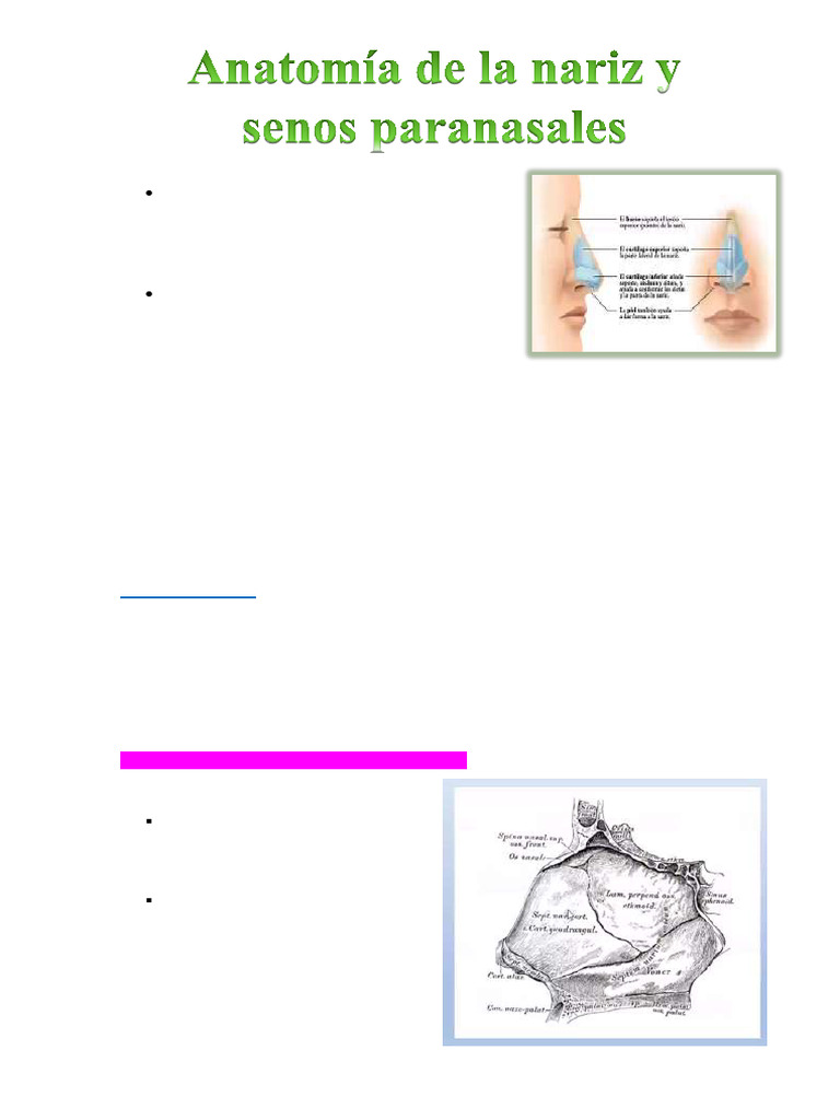 Anatomía y Funciones de la Nariz | PDF | Nariz humana ...