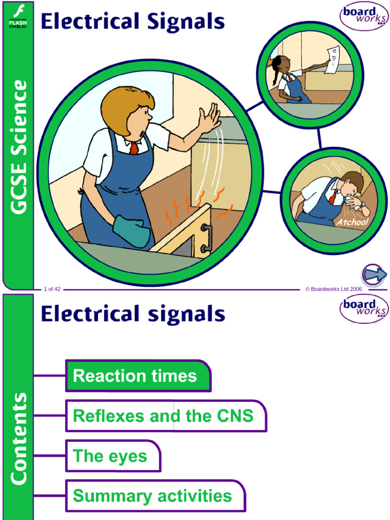 Electrical Signals | PDF | Chemical Synapse | Axon