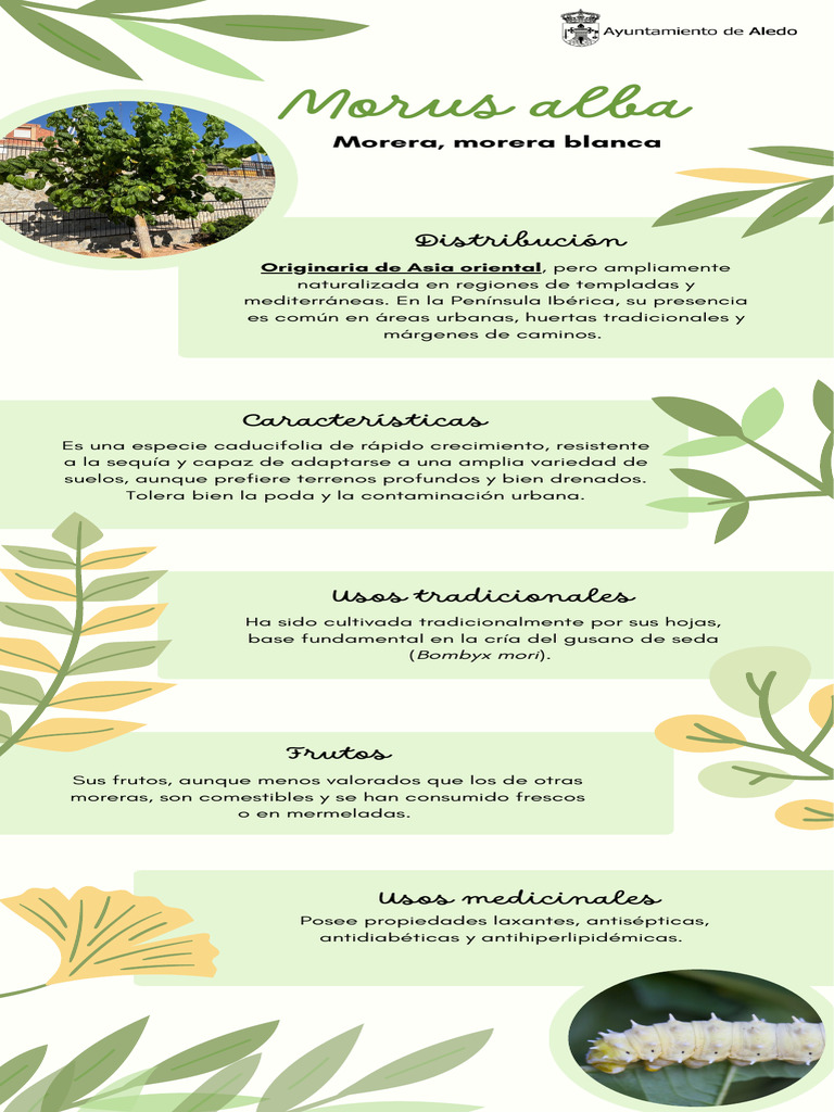 Especies de Plantas Parque Juan Pablo II | PDF | Botánica | Plantas