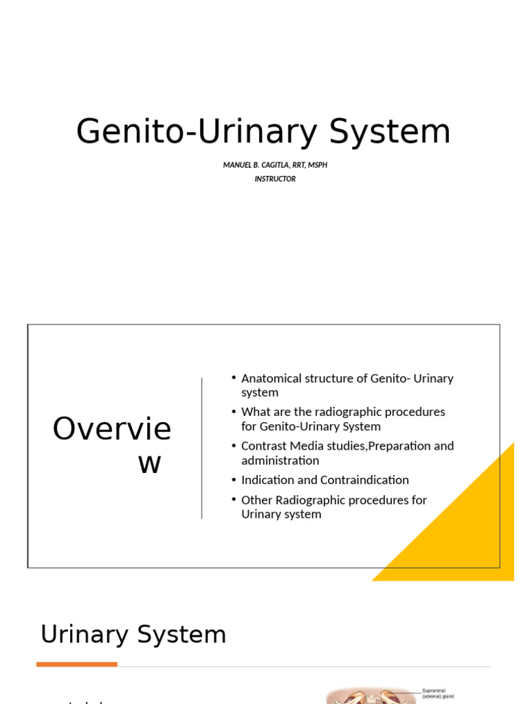 Genito Urinary System PPT 9-30-2023 | PDF | Kidney | Urinary System