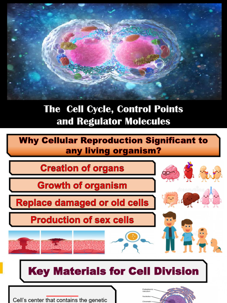 Genbio Lec4 Cell Cycle and Checkpoints | PDF | Cell Cycle | Mitosis