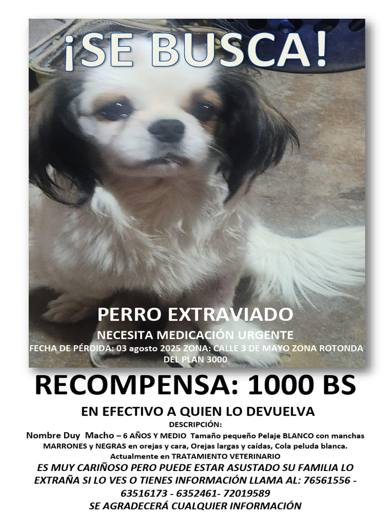 Perro extraviado Duy necesita ayuda urgente | PDF