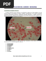 Download  Identificacion de Neisseria by QUIMICO CLINICO WILLIANS SANCHEZ SN9045212 doc pdf