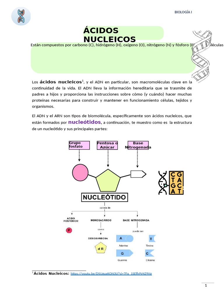 Biomoléculas - Ácidos Nucleicos | PDF | Rna | Adn