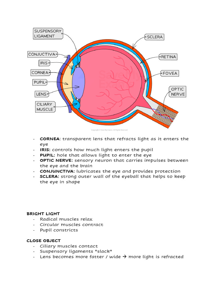 Anatomy of the Human Eye Explained | PDF