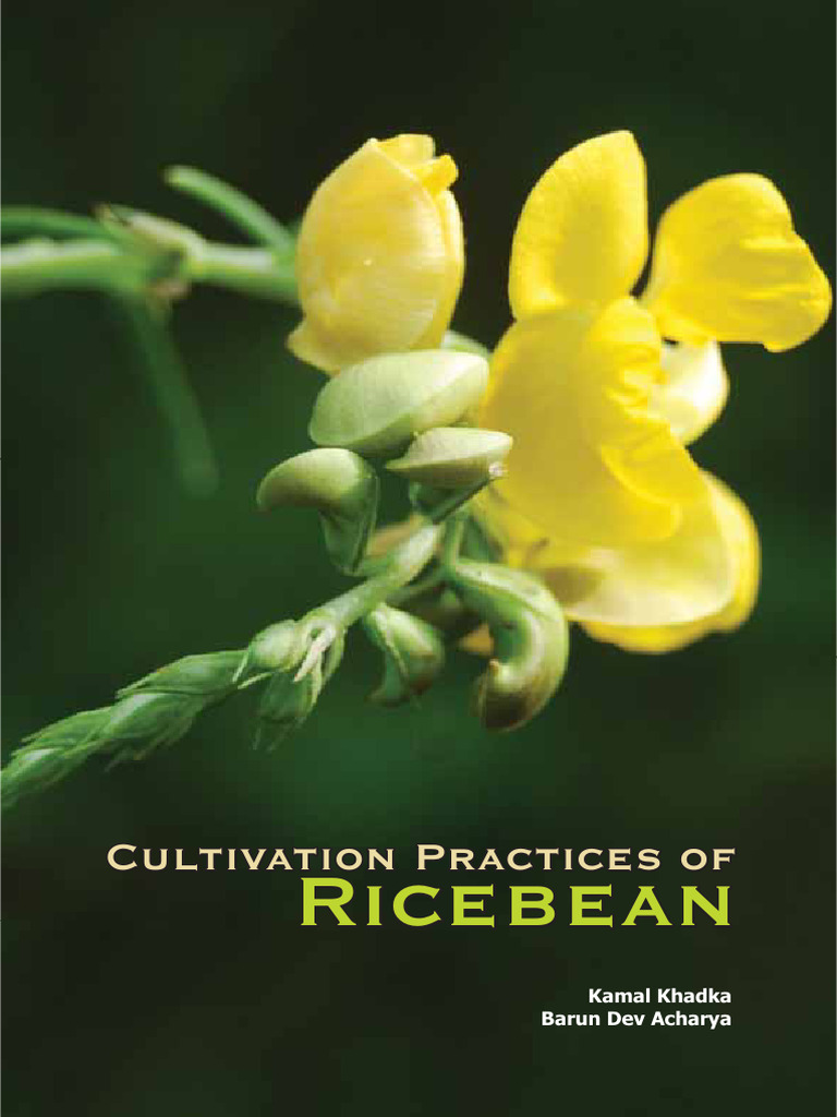 Ricebean Cultivation Practices Guide | PDF | Legume | Sowing