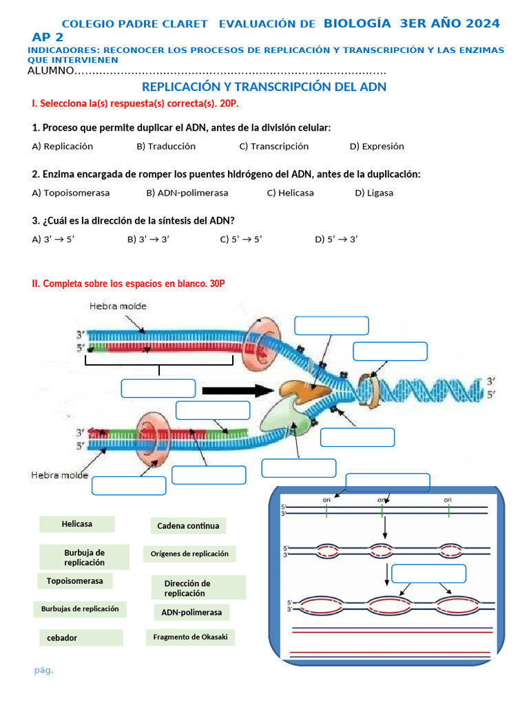 Evaluación de Biología: ADN y Enzimas | PDF