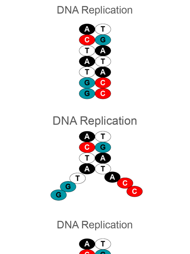 DNA Replication | PDF