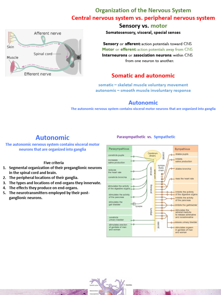 1nervous System | PDF | Autonomic Nervous System | Nervous System