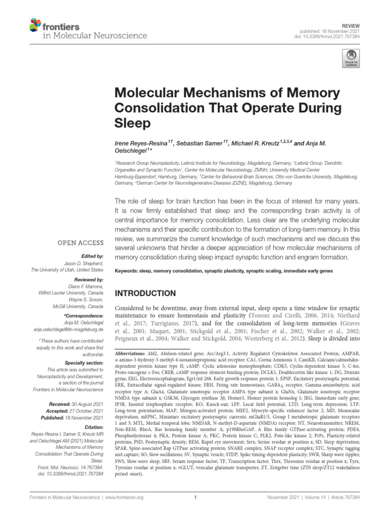 Sleep's Role in Memory Consolidation | PDF | Long Term Potentiation ...