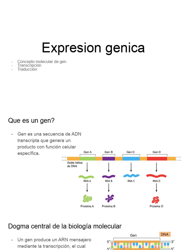Clase Expresion Genica 31 - 5 | PDF | Traducción (biología) | Rna