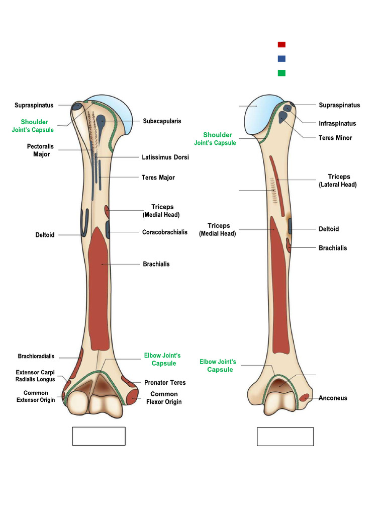 Anatomy of the Humerus Overview | PDF