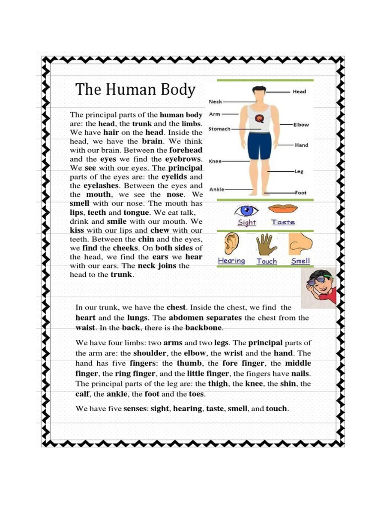 Human Body Reading Comprehension Exercises | PDF