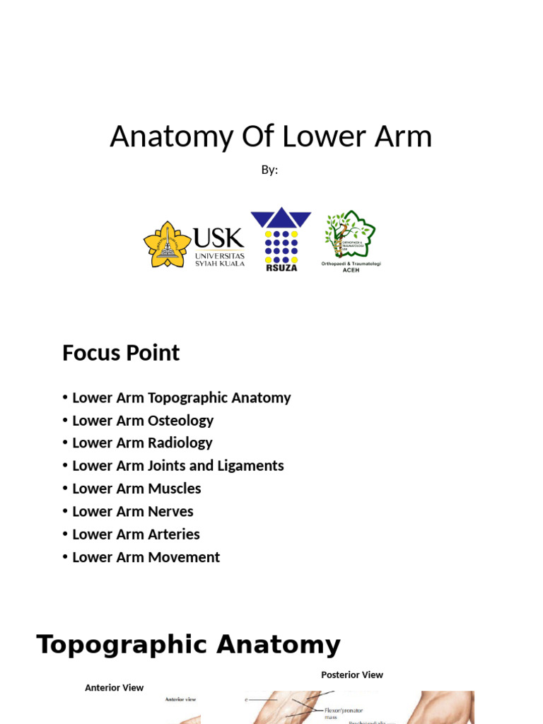 Anatomy of the Lower Arm Explained | PDF | Arm | Anatomy