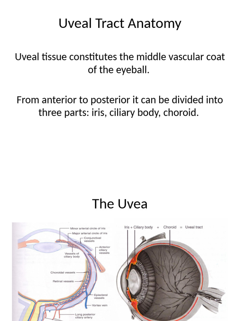 Uvea | PDF | Cornea | Diseases And Disorders