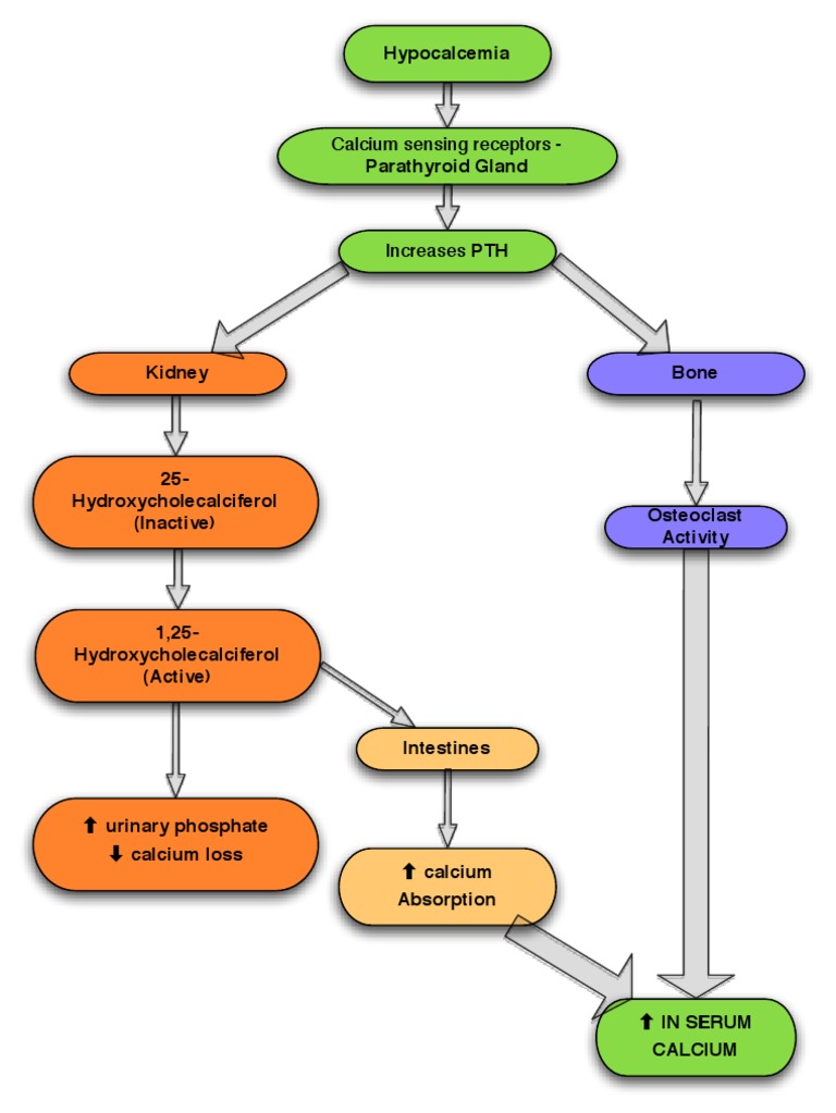 Calcium Metabolism Brief Summary | PDF | Science & Mathematics