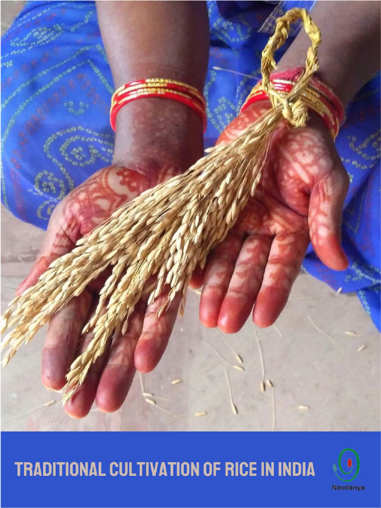 Traditional Rice Cultivation in India | PDF | Rice | Agriculture