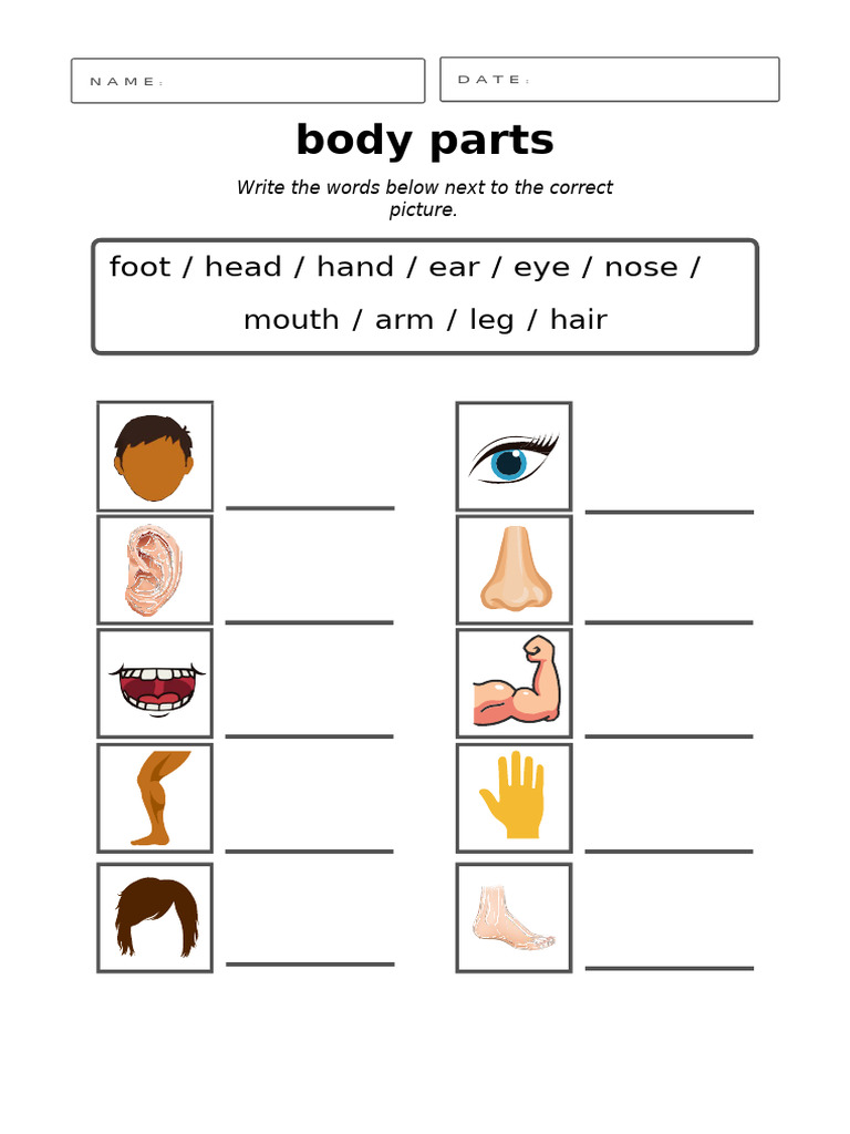 Body Parts Worksheet 2 | PDF