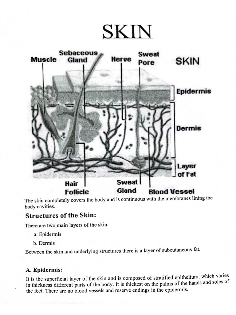 Cosmetology (Sheet 2) | PDF