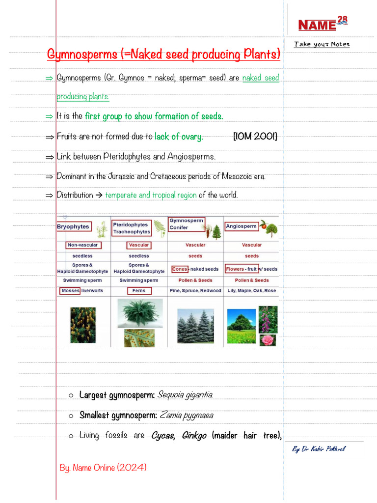 Gymnosperm Characteristics and Examples | PDF | Seed | Leaf