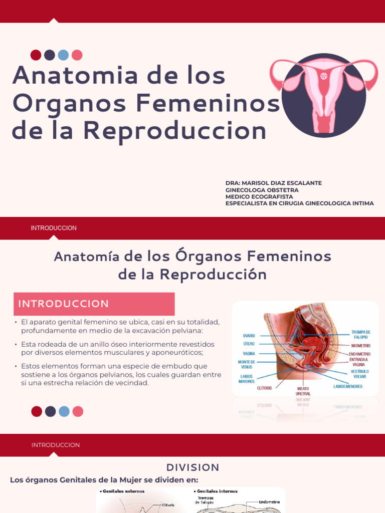 anatom-a-de-los-rganos-femeninos-pdf-labios-sistema-reproductivo