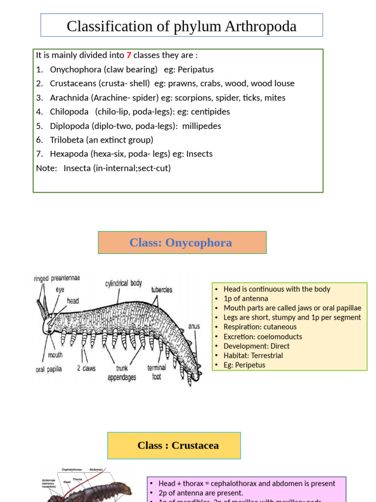 Overview of Arthropoda Classes | PDF | Arthropods