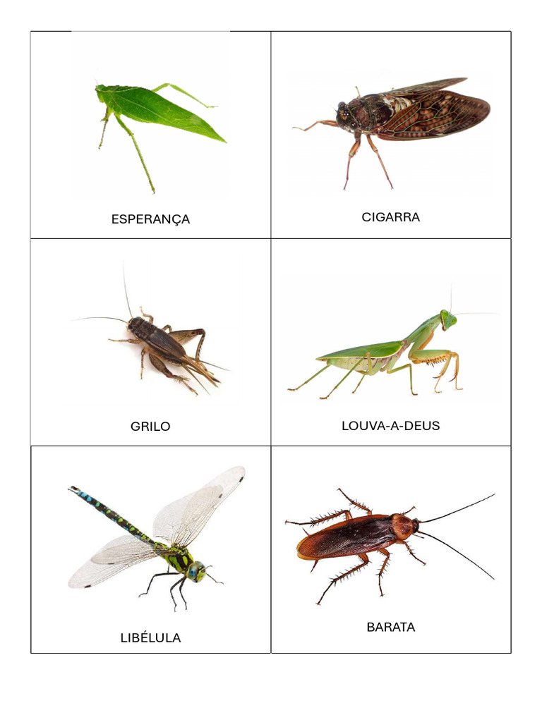 INSETOS | PDF