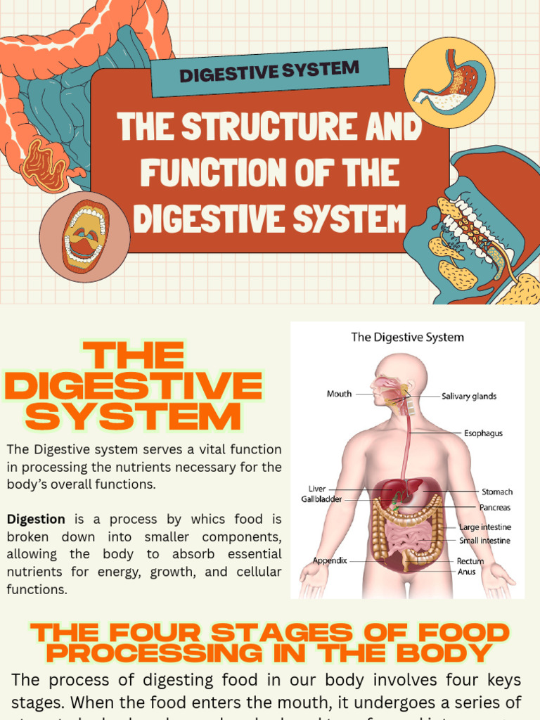 Digestive System Structure & Function | PDF | Digestion ...