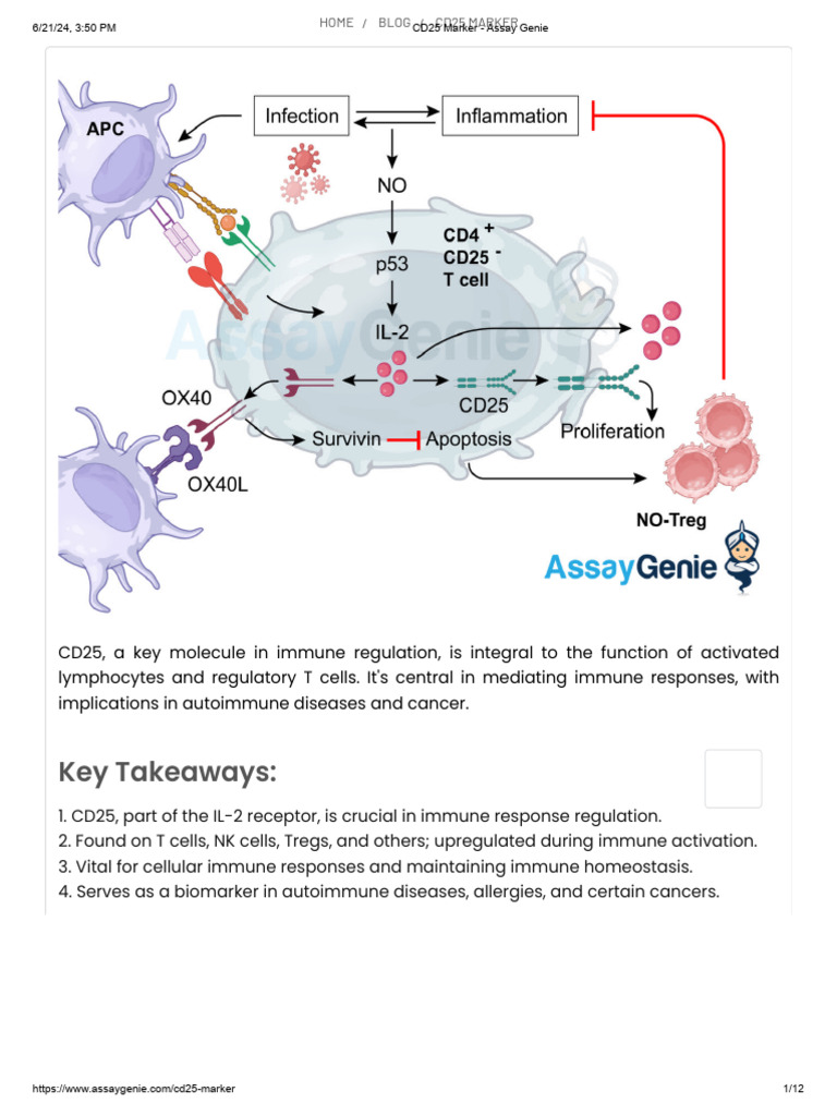 Role and Function of CD25 Marker | PDF | T Cell | Immune System