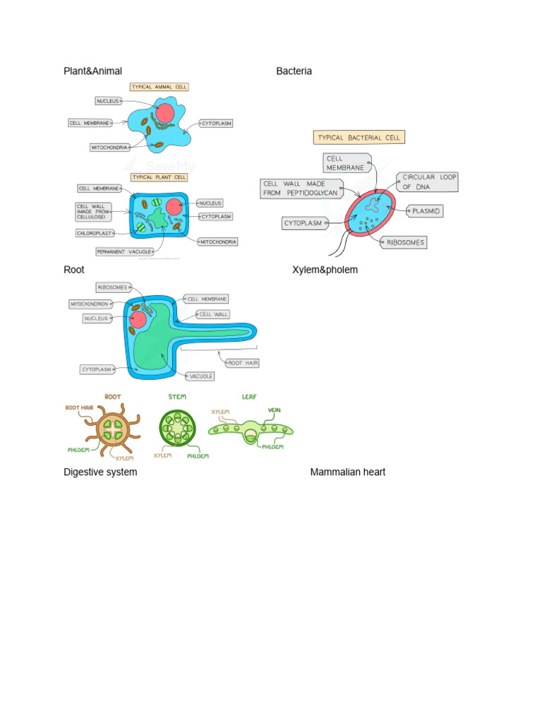 Key Science Diagrams for Study | PDF