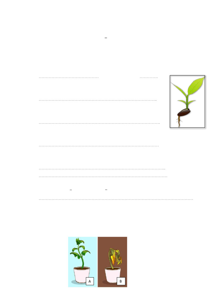 Investigating Plant Growth in Grade 5 | PDF | Seed | Germination