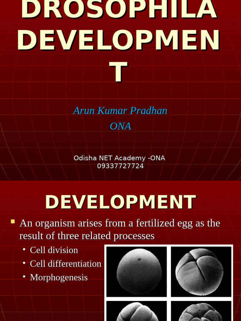 Drosophila Development Overview | PDF | Cellular Differentiation ...