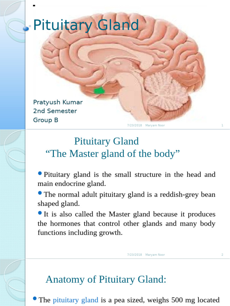 Overview of the Pituitary Gland | PDF | Pituitary Gland | Endocrinology