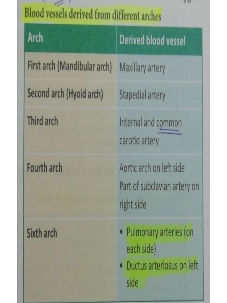 Anatomy Imp Tables | PDF