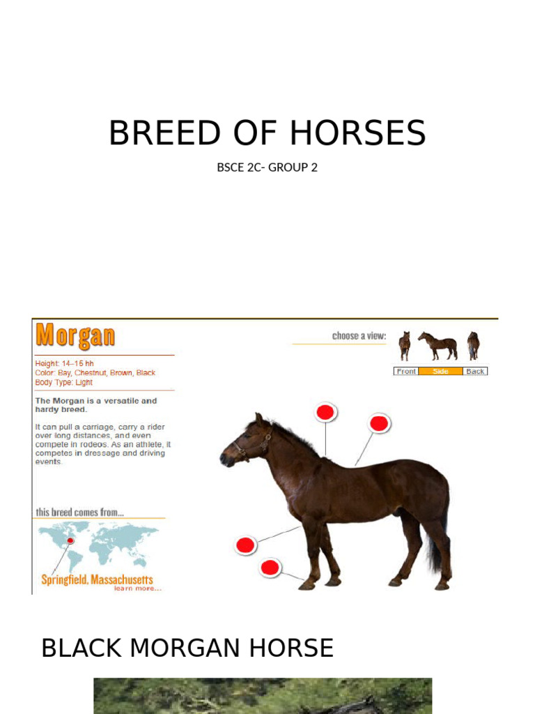 Breed of Horses | PDF