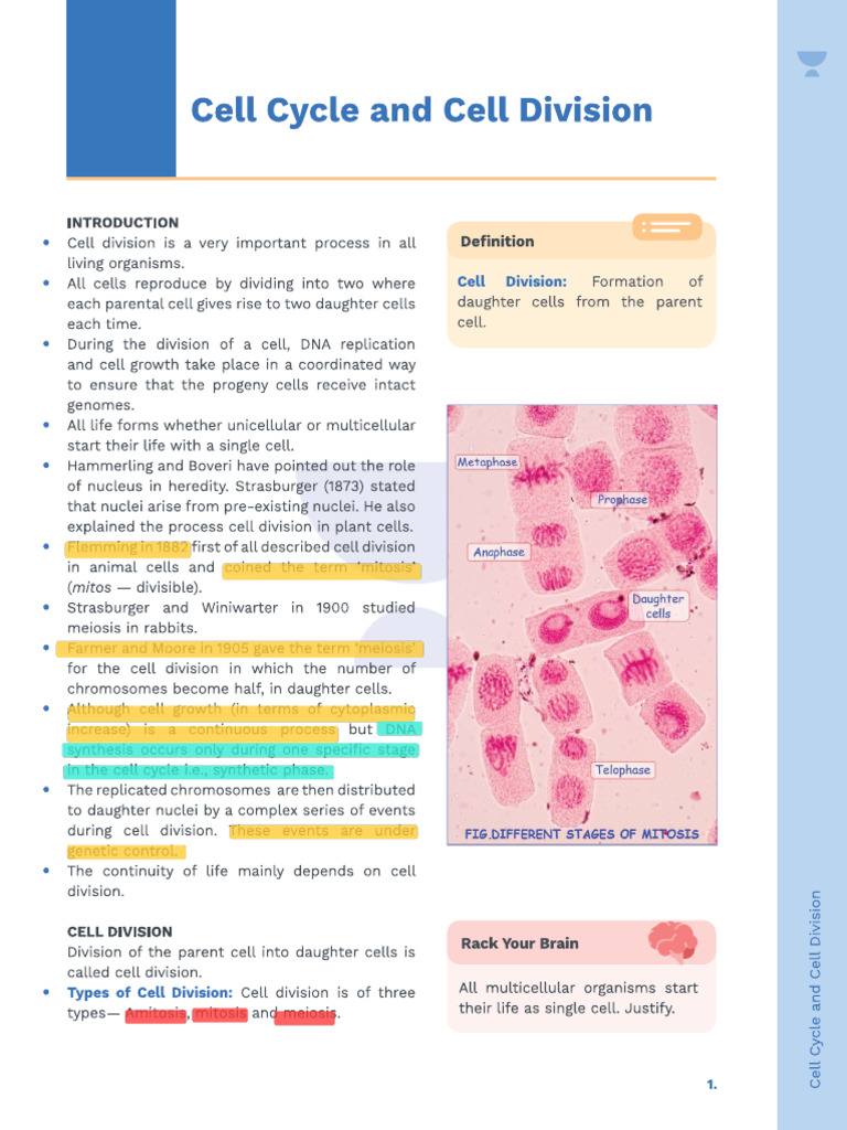 Cell Cycle and Cell Division | PDF