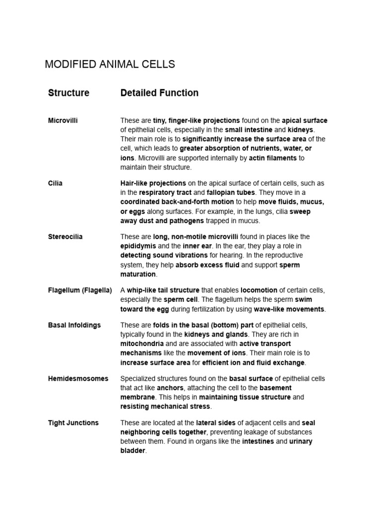 Animal Cell Modifications Explained | PDF | Cell (Biology) | Leaf