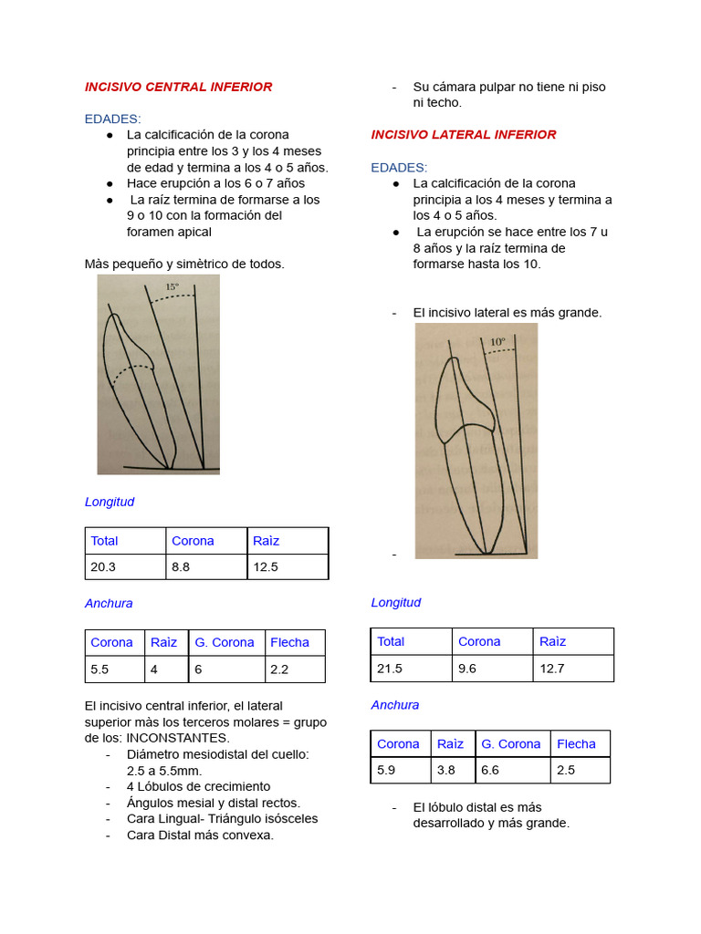 Características del Incisivo Lateral Inferior | PDF | Anatomia dental ...