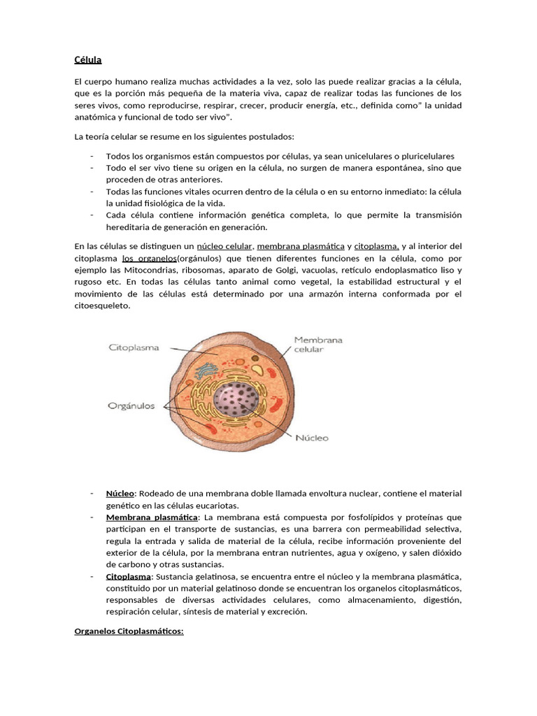 Estructura y Función de la Célula | PDF | Citoplasma | Biología Celular)