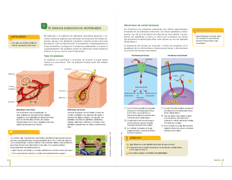 Glándulas endocrinas y su función hormonal | PDF | Sistema endocrino ...