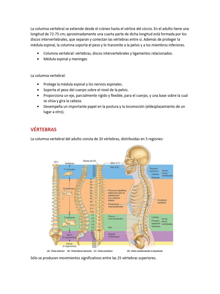 Estructura y Función de la Columna Vertebral | PDF | Vértebra ...