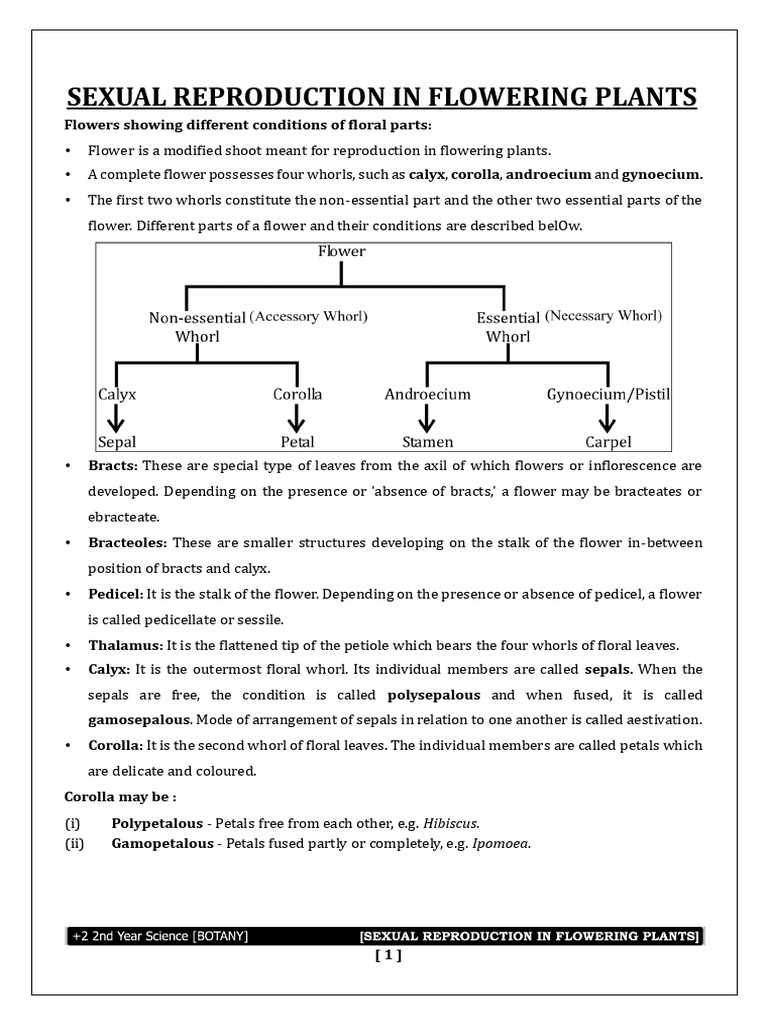 Sexual Reproduction in Flowering Plants (Word File1) | PDF | Seed ...