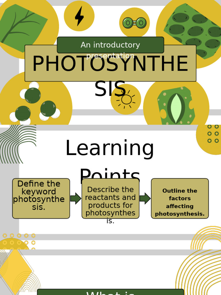 Understanding Photosynthesis Basics | PDF | Photosynthesis | Leaf