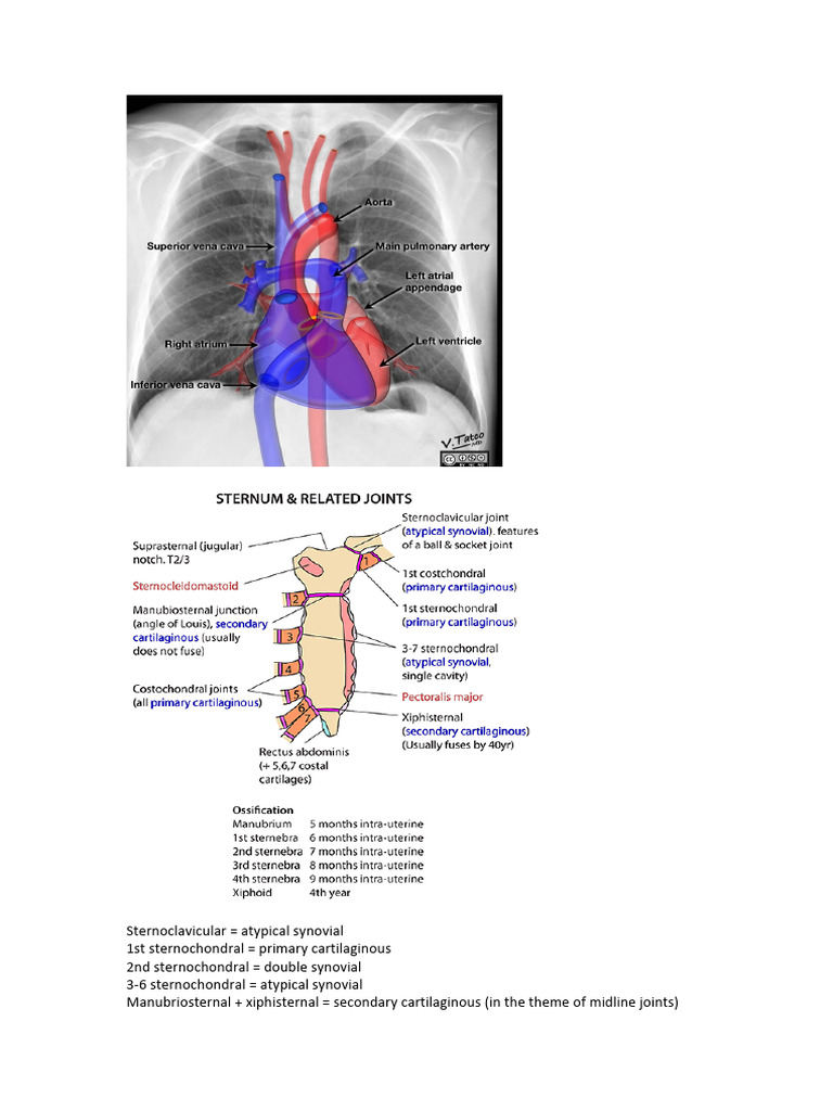 Thoraxpictures | PDF