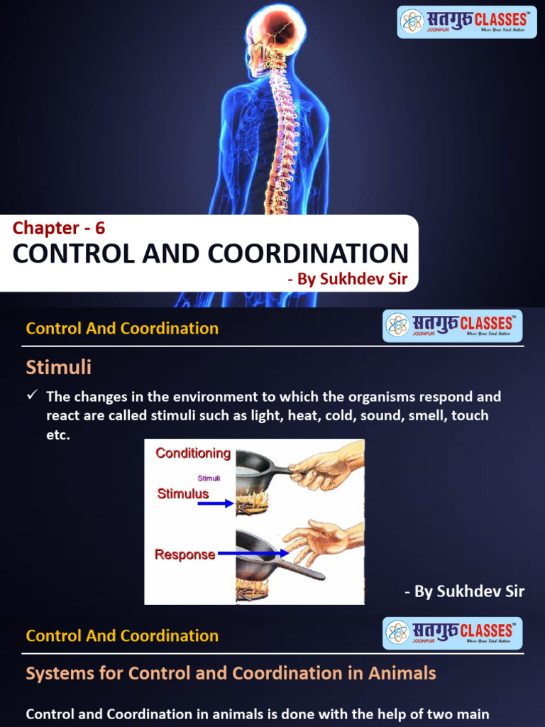Control and Coordination in Animals and Plants | PDF | Neuron | Senses