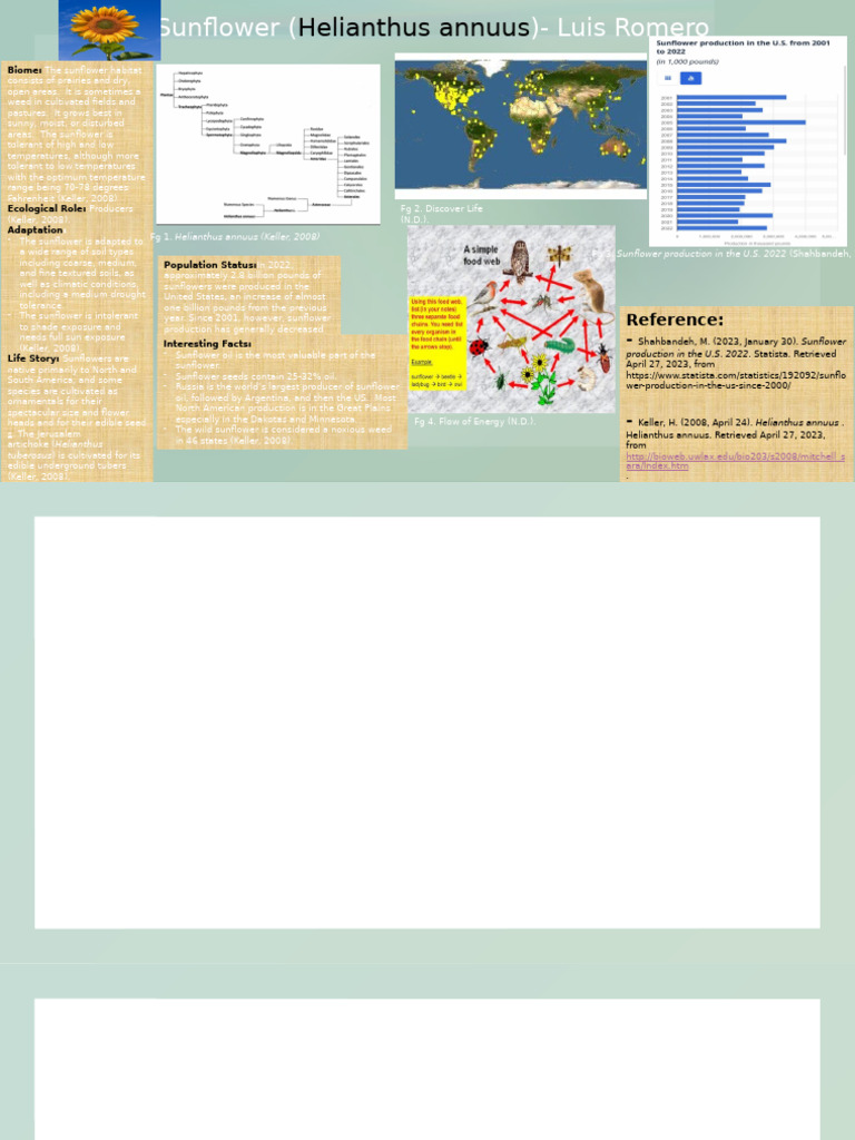 Sunflower Overview: Helianthus annuus | PDF | Botany | Agriculture