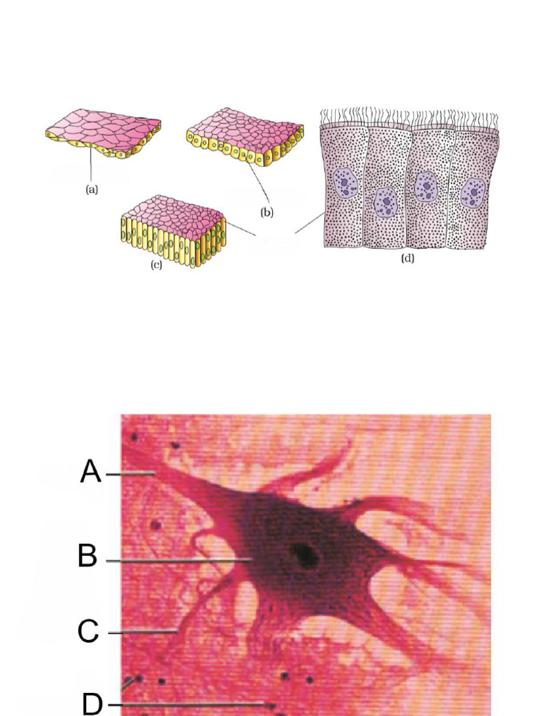 Structural Organisation in Animals (Diagrams) | PDF