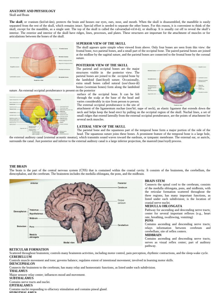 Skull and Brain Anatomy Overview | PDF | Skull | Brainstem