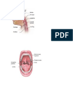 anatomie